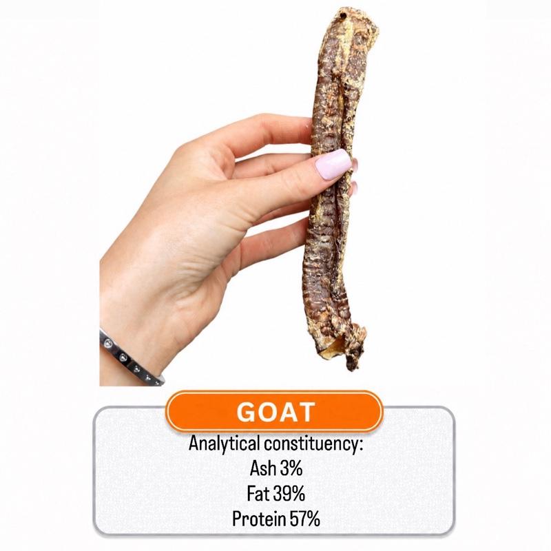 Goat Trachea