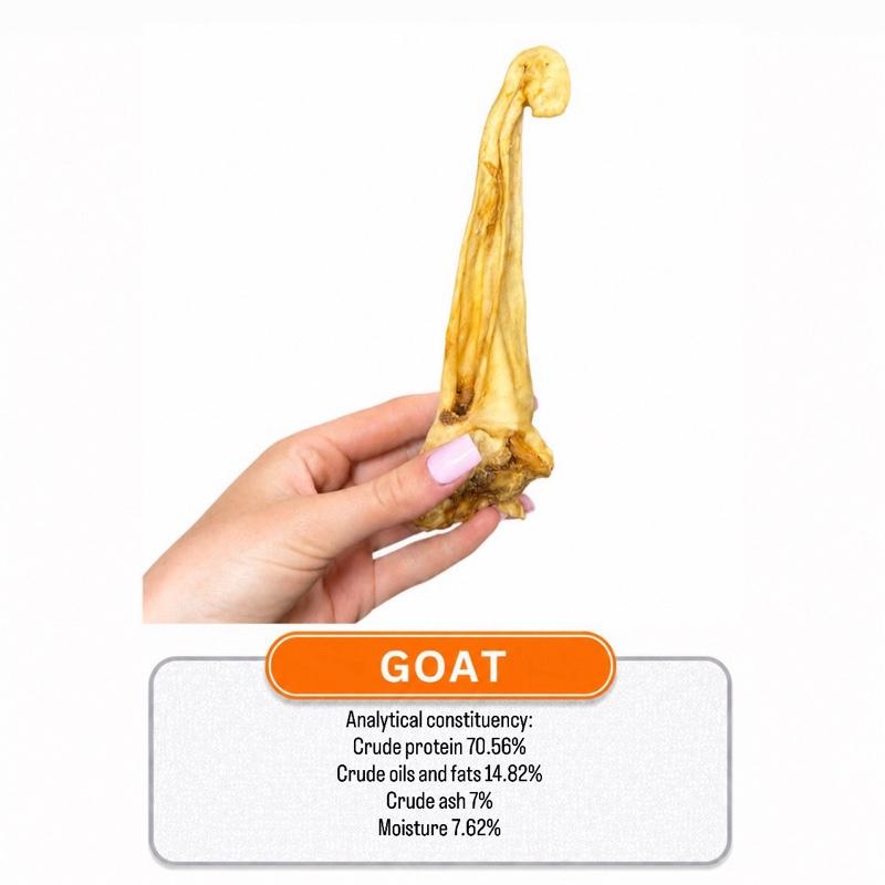 Goat Ear Hairless
