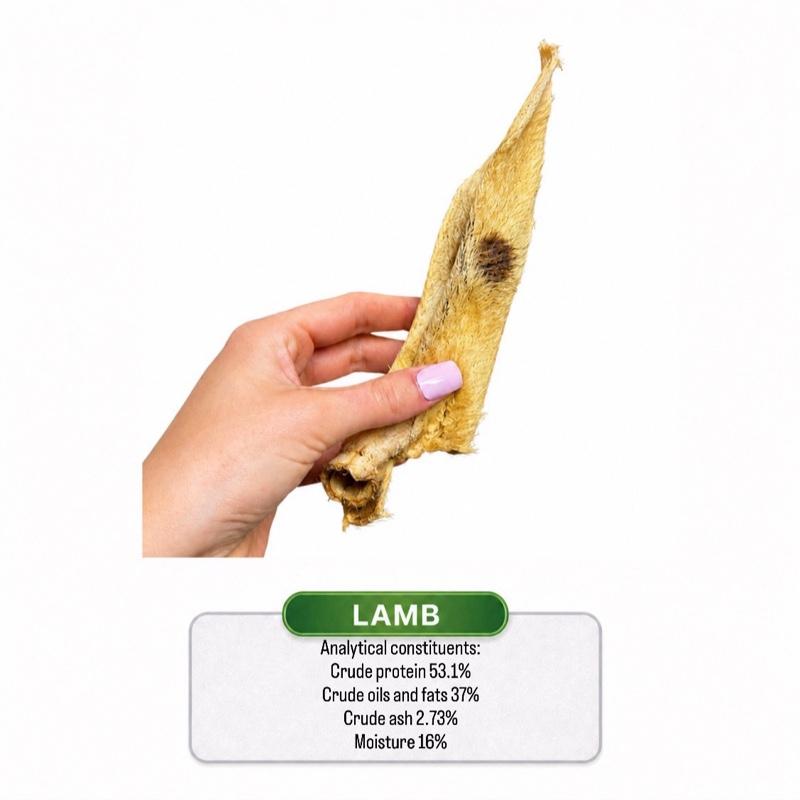 Lamb Ear Hairy