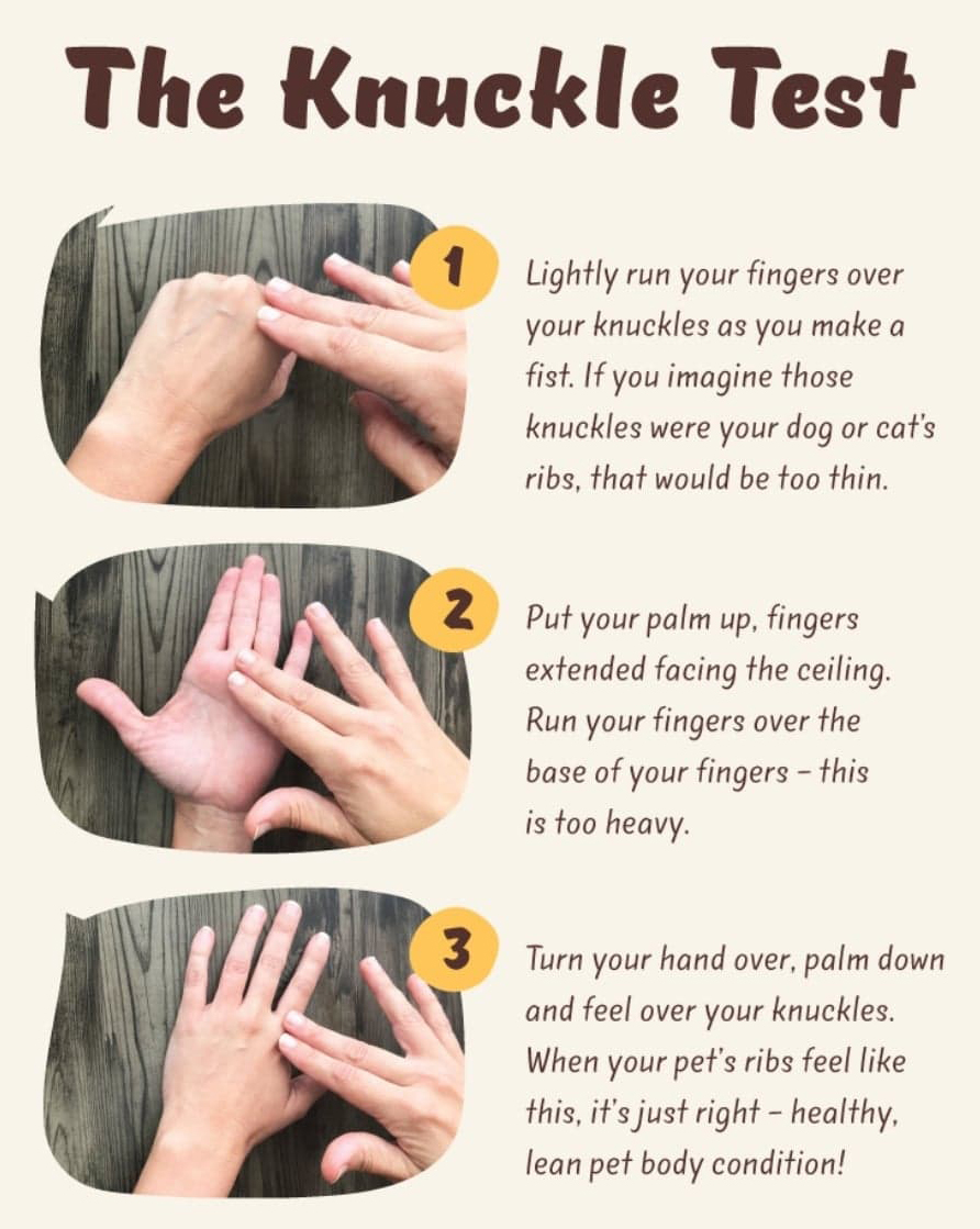 FAQ’s Austonley Irish Wolfhounds