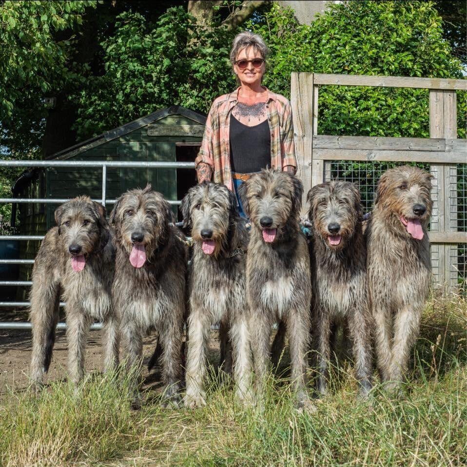 Austonley Irish Wolfhounds